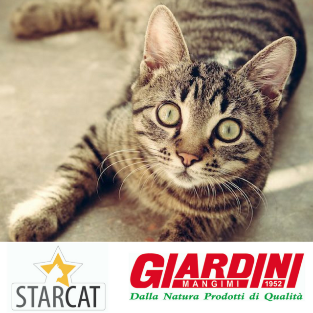 starcat cibo per gatti giardini spa