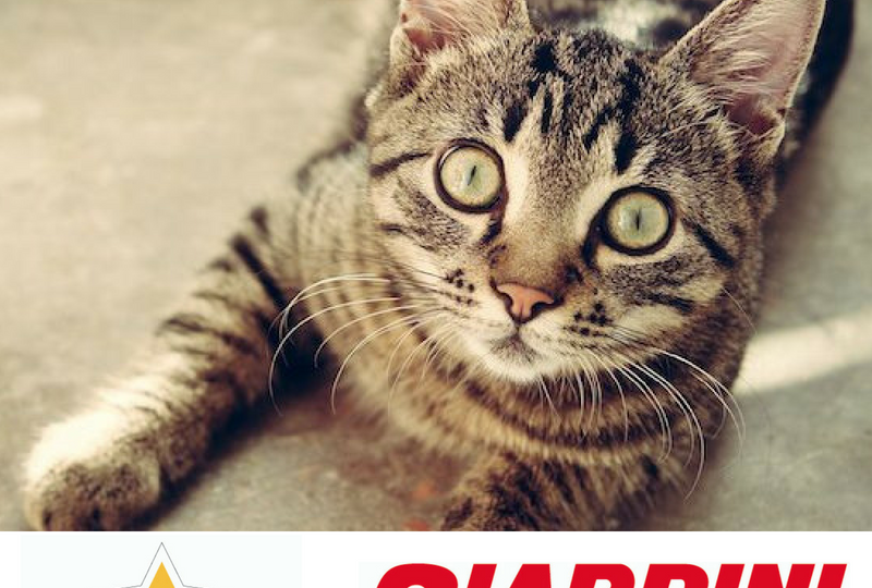 starcat cibo per gatti giardini spa