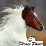 Horse power Giardini spa Fieracavalli verona